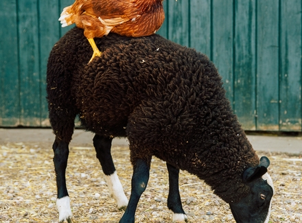 Dierenliefhebbers voor de kinderboerderij